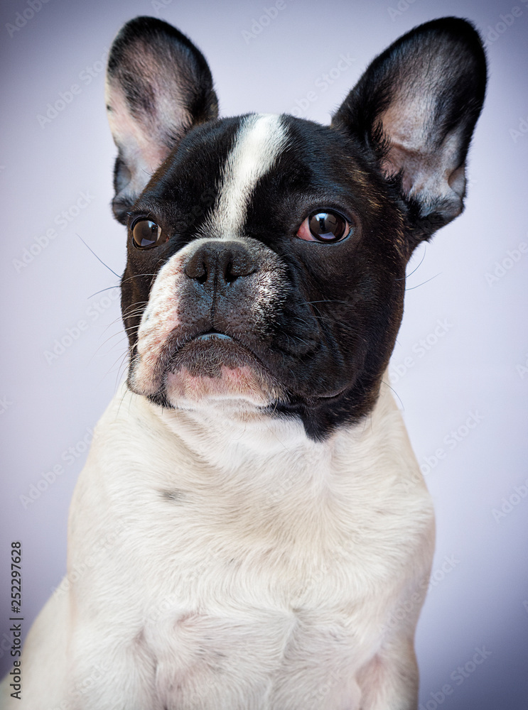 portrait dog breed french bulldog looking