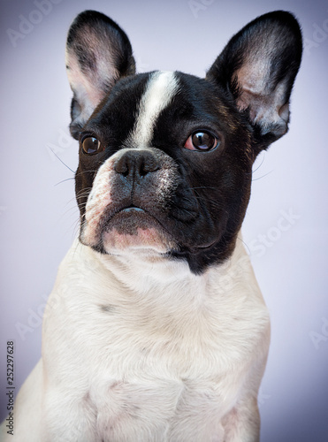 portrait dog breed french bulldog looking © Happy monkey