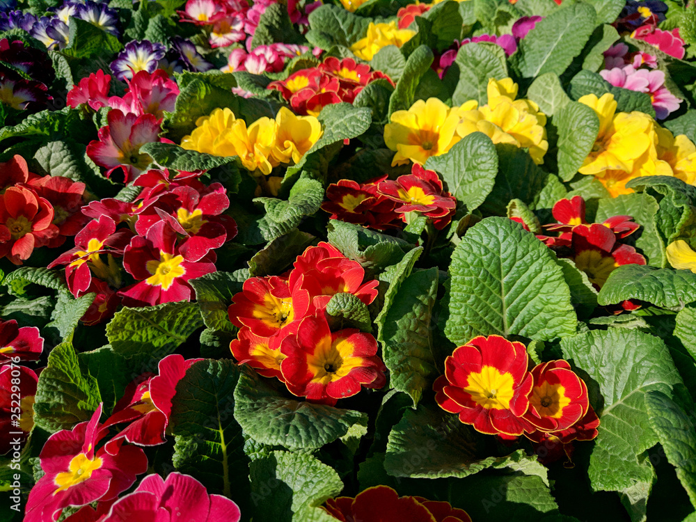 Colorful vibrant selection of spring flowers Colorful vibrant selection of spring flowers