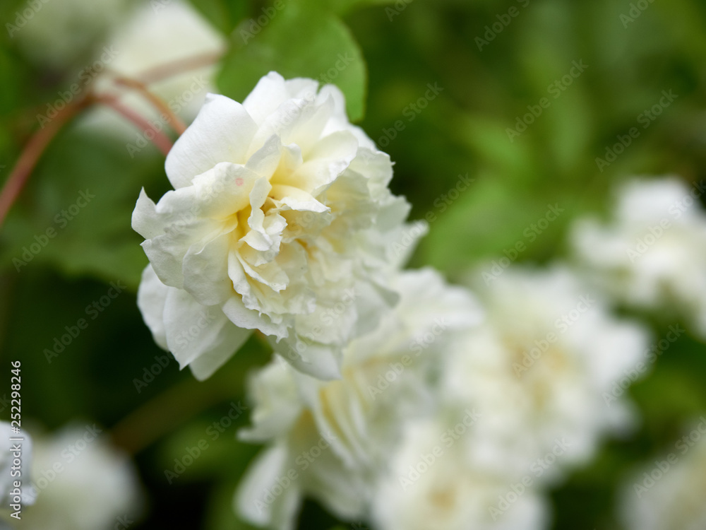 White flowers roses with a strong background blur White flowers roses with a strong background blur
