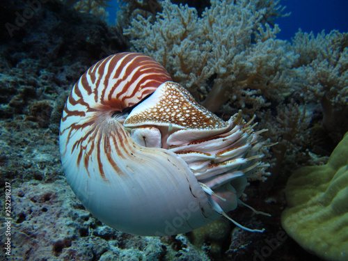 Niesamowity podwodny świat - Nautilus pompilius. Nurkowanie, podwodne zdjęcia w Palau.