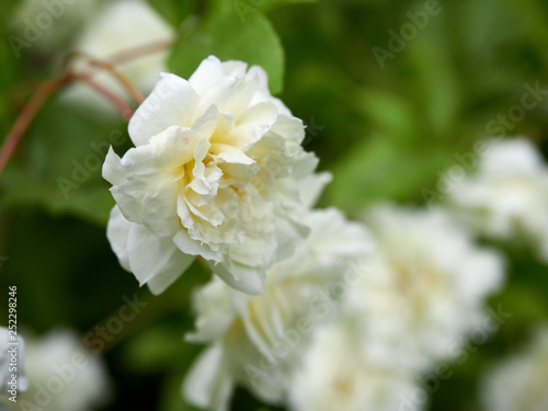 White flowers roses with a strong background blur