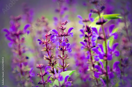 purple flowers