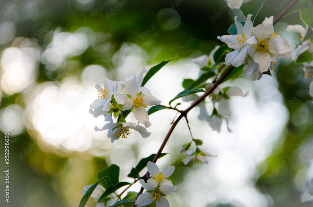 flowers of cherry tree