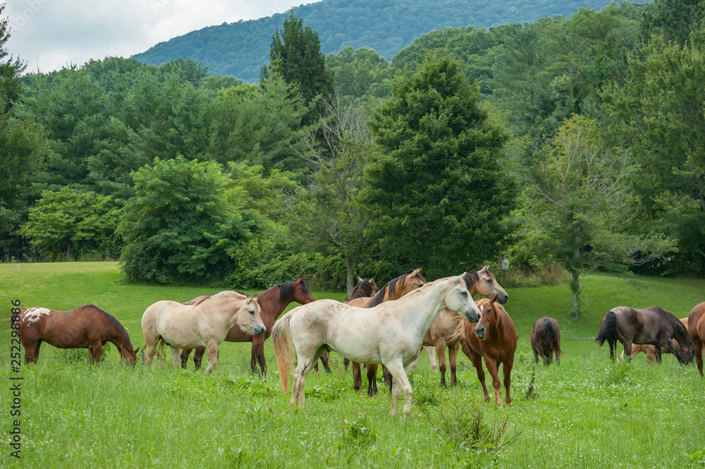 Horse herd with mixed breeds grazing lush pasture
