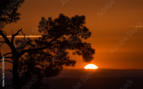 Nascer do sol quente com pinheiro