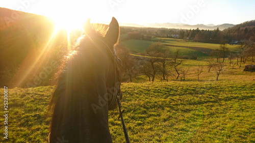 SUN FLARE: Golden sunbeams shine on the horse looking around the countryside.