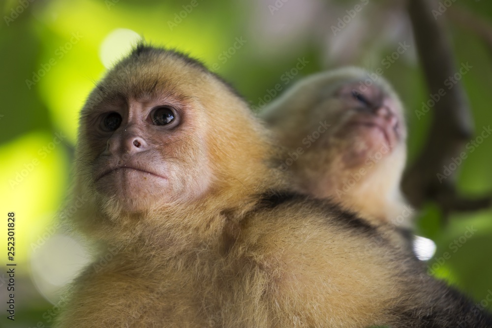 The Panamanian White Headed Capuchin Monkey (Cebus Imitator) in Costarica Manuel Antonio National Park The Panamanian White Headed Capuchin Monkey (Cebus Imitator) in Costarica Manuel Antonio National Park