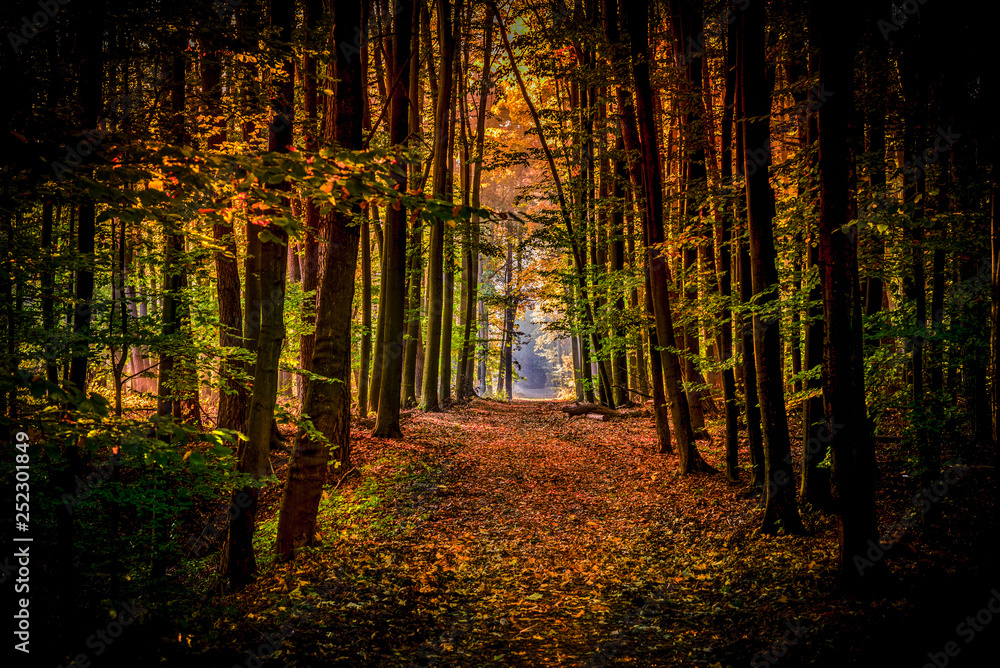 Obraz premium Sun in the forest