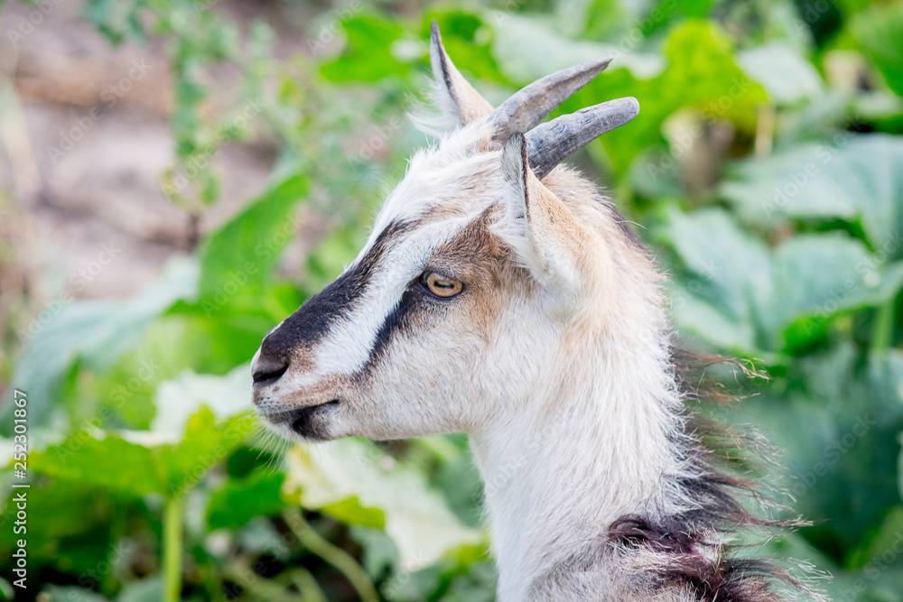 Fototapeta premium Young goat with horns on green grass background_