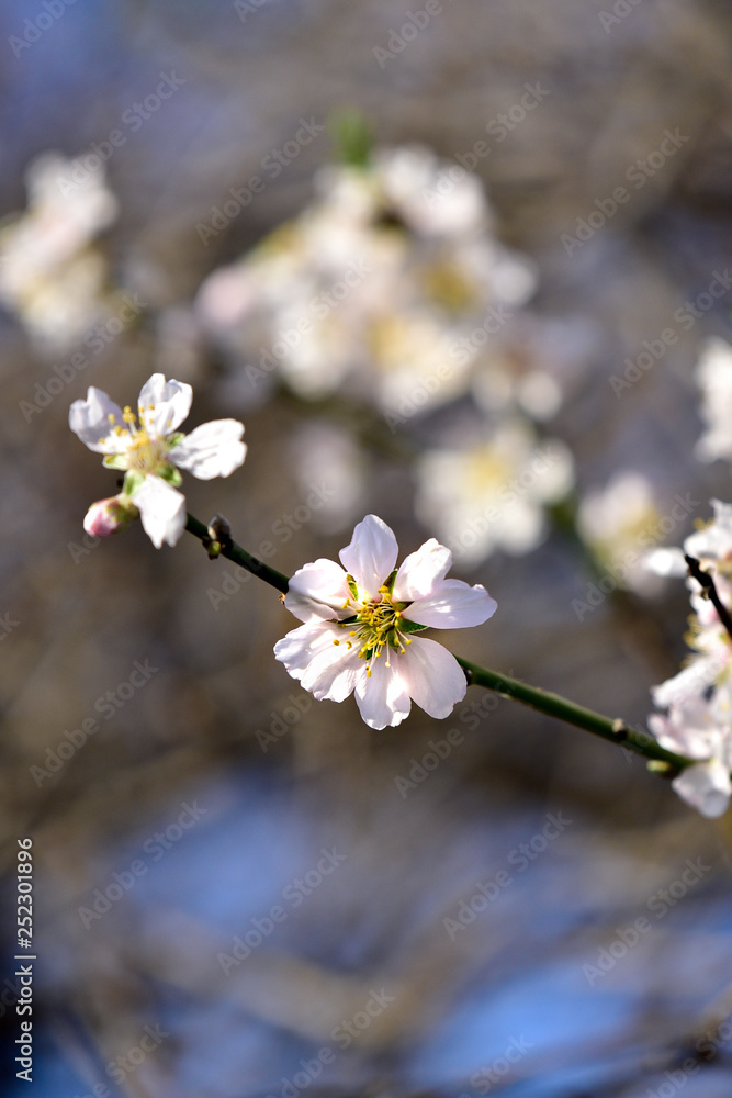 white flowers of a tree