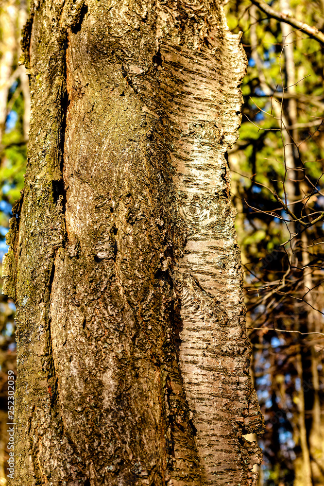 Naklejka premium Kirsche im Wald