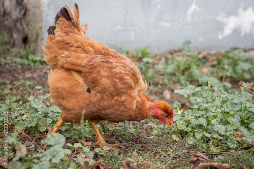 Chicken breed bare neck looking for food in the garden_ photo