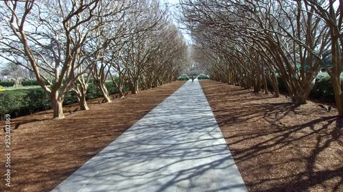 Tree Tunnel of Texas Crype Myrtle trees.