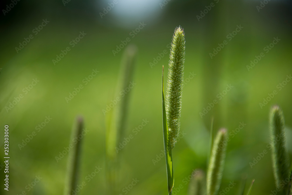 Wild grass in a field
