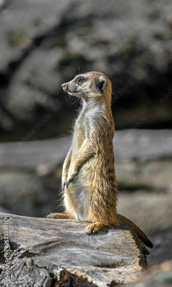 Fototapeta premium Slender-tailed meerkat. Latin name - Suricata suricatta 