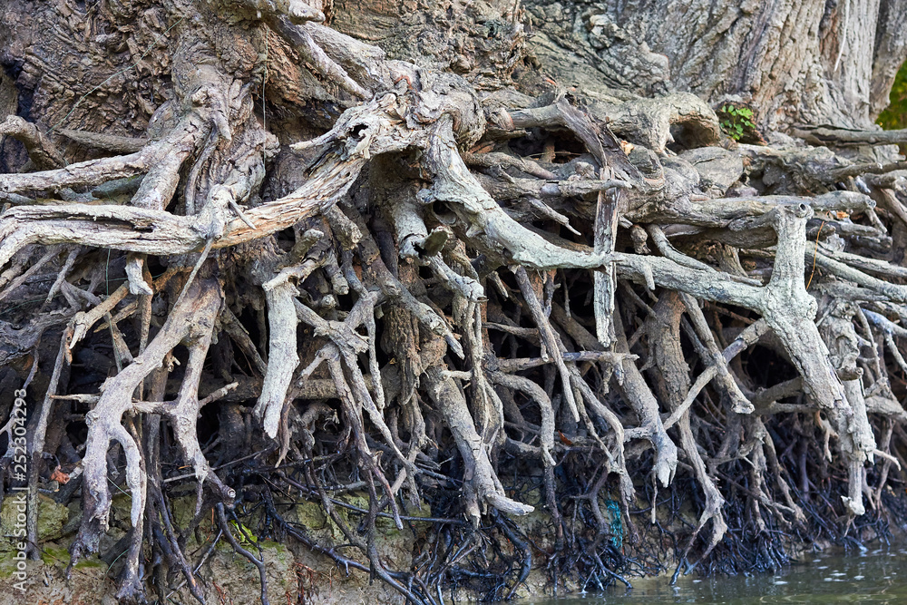 Bare (exposed) roots of a tree near the bank of the Danube river