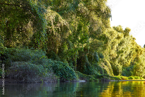 Shoreline of Danube river overgrown of green thick thickets of trees and wild grapes on the banks of the at summer