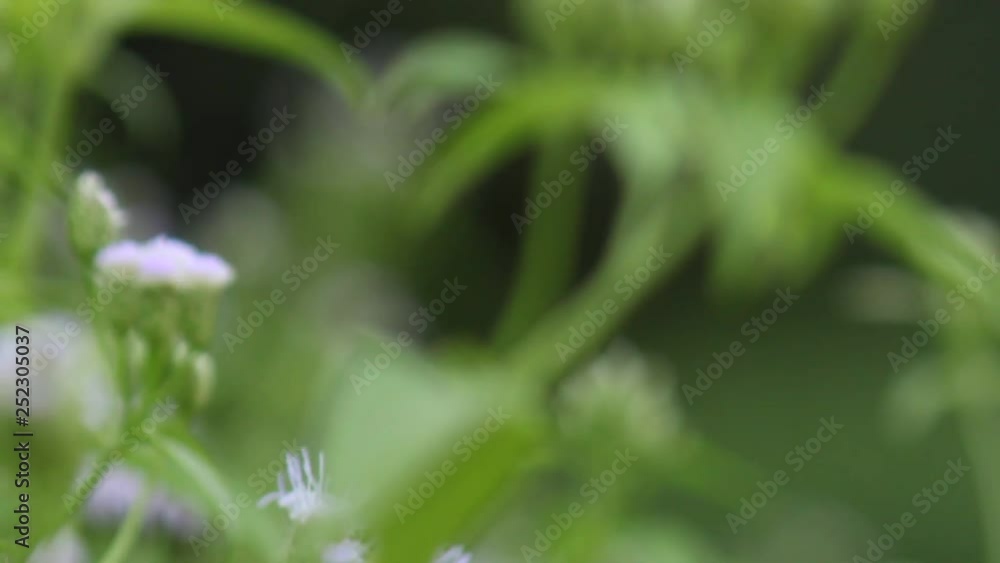 A short video clip on an Indian Jezebel butterfly hovering around the flower plants A short video clip on an Indian Jezebel butterfly hovering around the flower plants