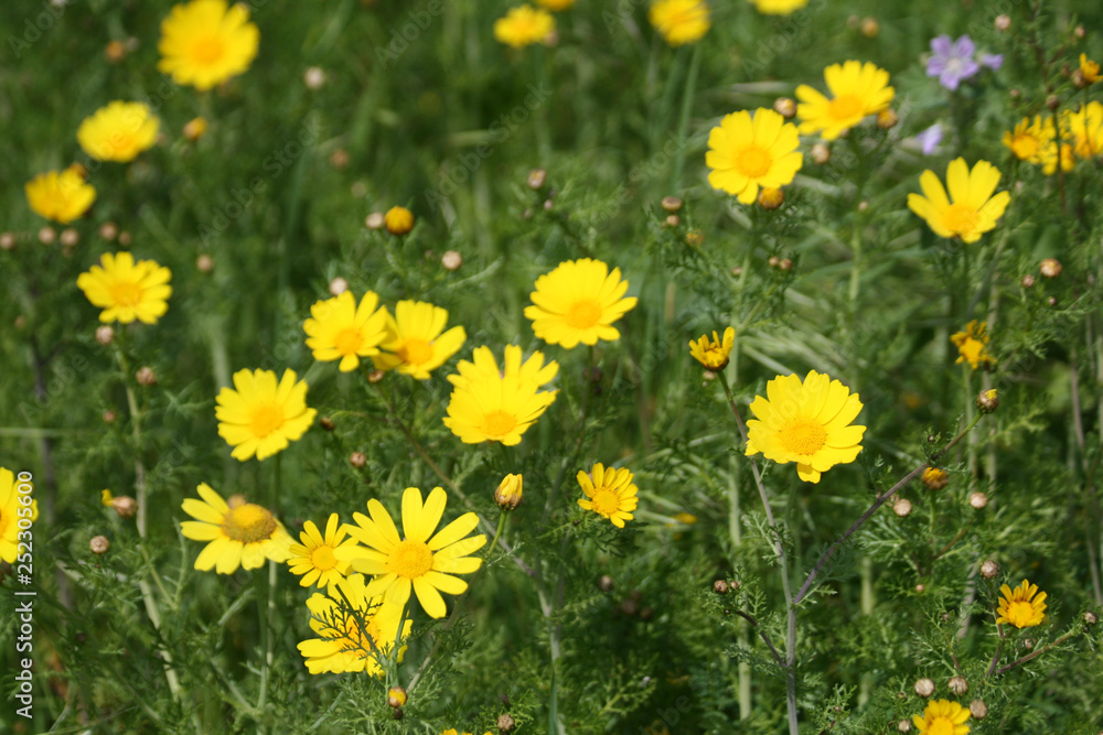 Yellow daisies in the field
