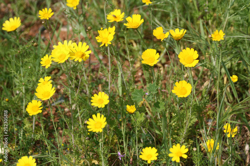 Yellow daisies in the field