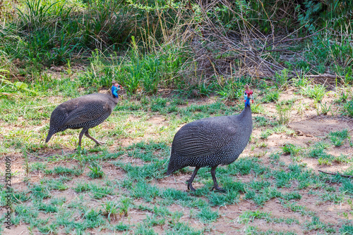 Two Guinea fowls in South Africa.