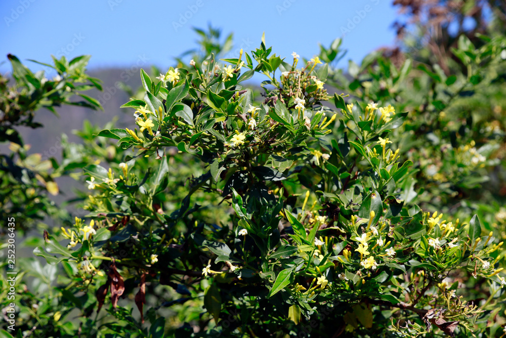 Wohlriechender Jasmin (Jasminum fruticans) Wohlriechender Jasmin (Jasminum fruticans)