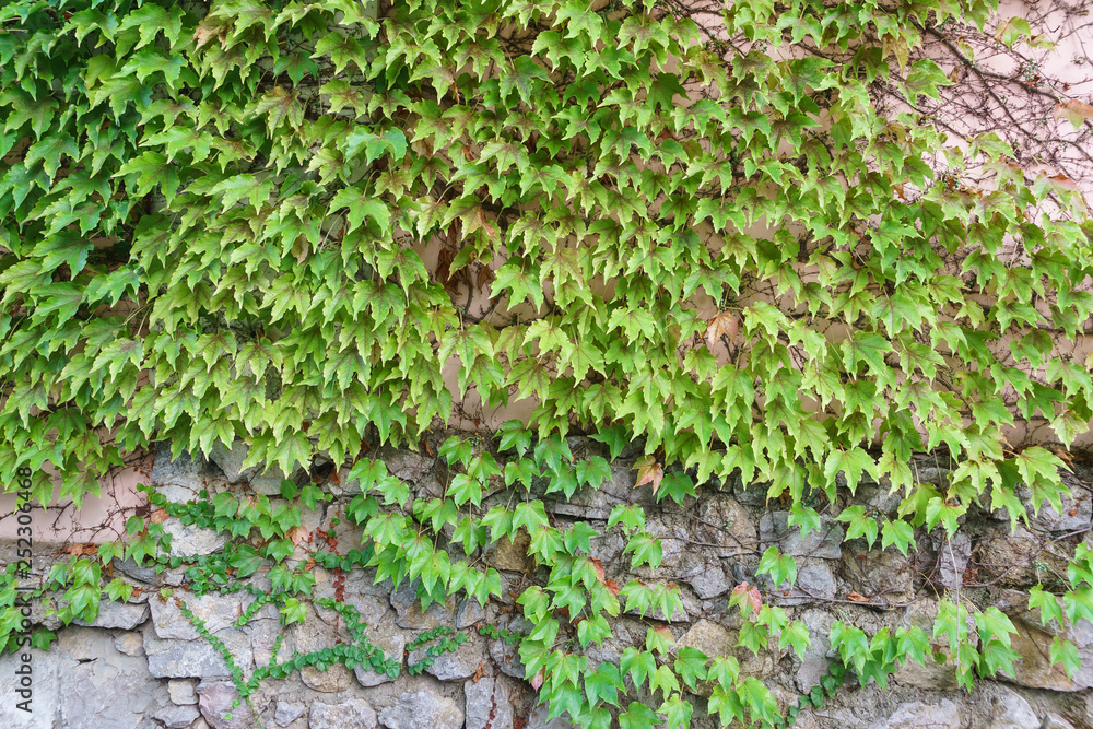Ivy (lat. Hedera) and Virginia creeper (Parthenocissus quinquefolia) on a stone wall Ivy (lat. Hedera) and Virginia creeper (Parthenocissus quinquefolia) on a stone wall