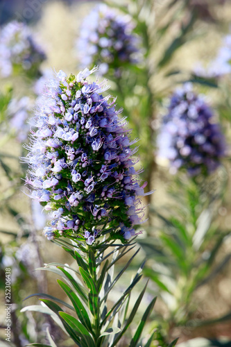 Natternkopf  Echium brevirame 