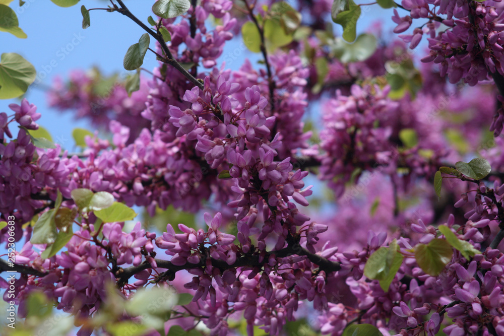 Lilac flowers on a tree