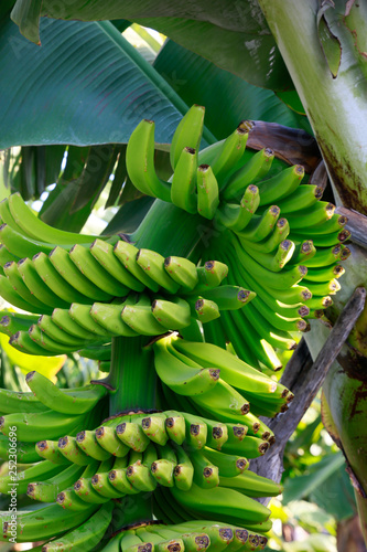 Essbanane, Dessertbanane, Staude am Baum photo