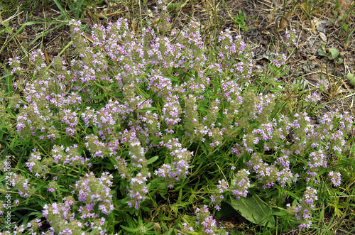 Bilde på lerret Herb thymus vulgaris