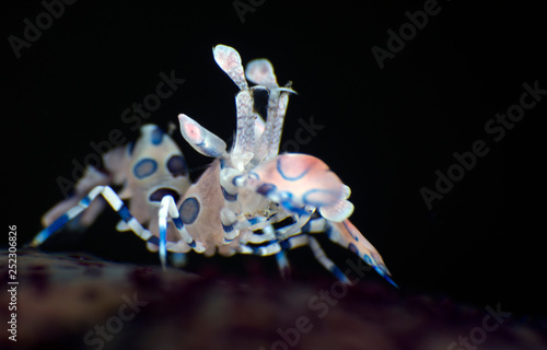 Photography Incredible underwater world - Harlequin shrimp - Hymenocera picta