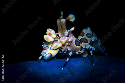 Incredible underwater world - Harlequin shrimp - Hymenocera picta. Diving, macro underwater photography in Bali.