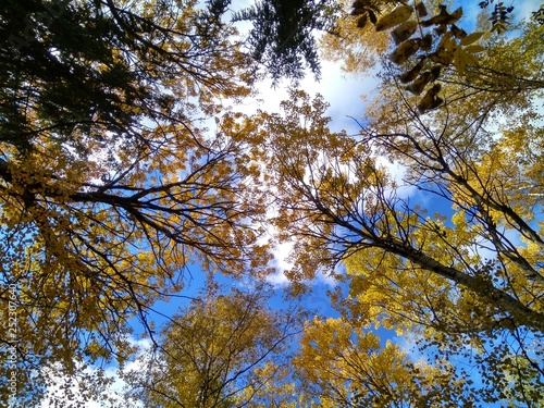 Green tree with young leaves against the blue sky.