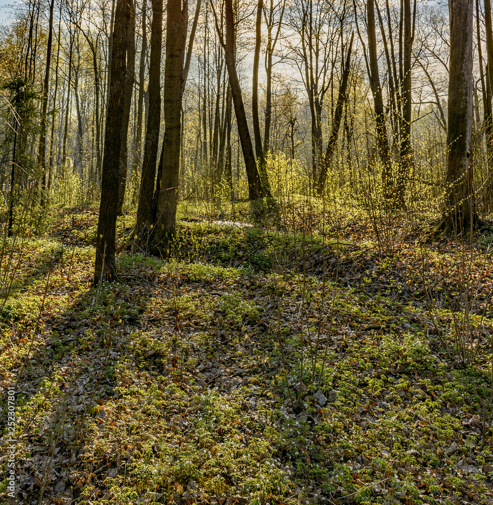 Spring Sunny day in Nevsky forest Park.