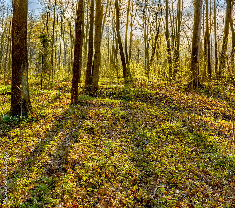 Spring Sunny day in Nevsky forest Park. Spring Sunny day in Nevsky forest Park.
