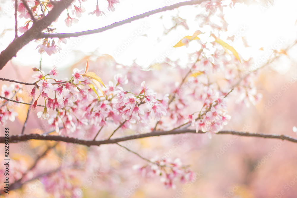 Closeup wild himalayan sakura in spring with sunlight. Beautiful cherry blossom.thailand sakura.