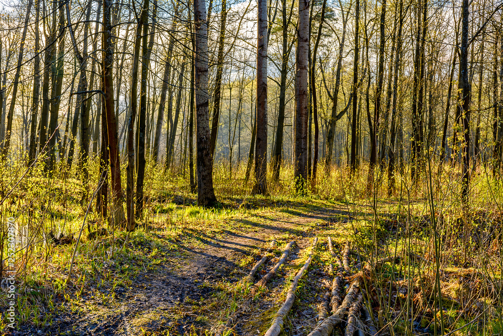 Fototapeta premium Spring Sunny day in Nevsky forest Park.