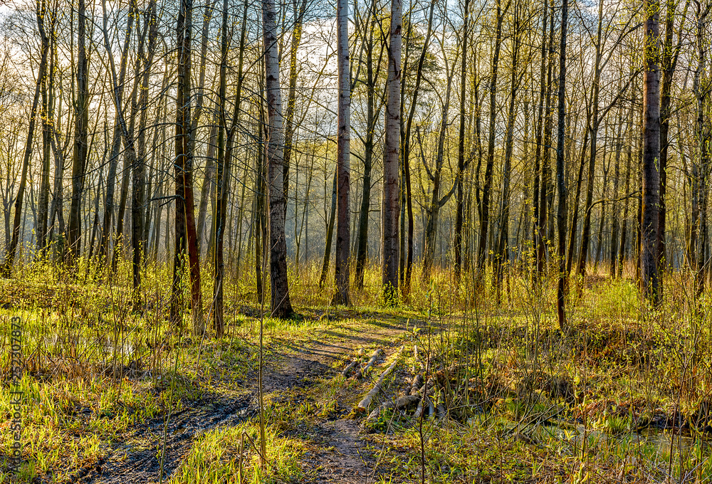 Fototapeta premium Spring Sunny day in Nevsky forest Park.