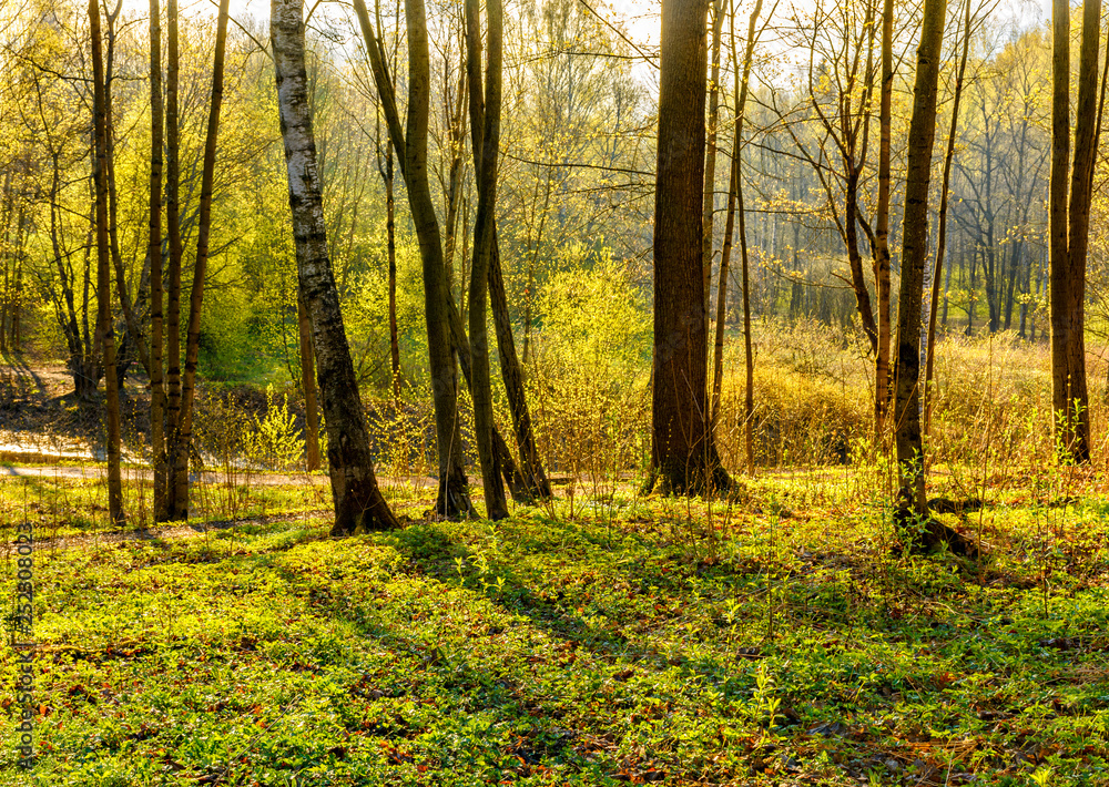 Fototapeta premium Spring Sunny day in Nevsky forest Park.