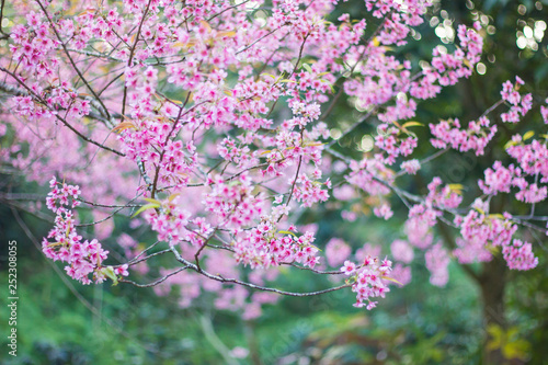 Wild himalayan sakura in spring. Beautiful cherry blossom.thailand sakura. © Yuan