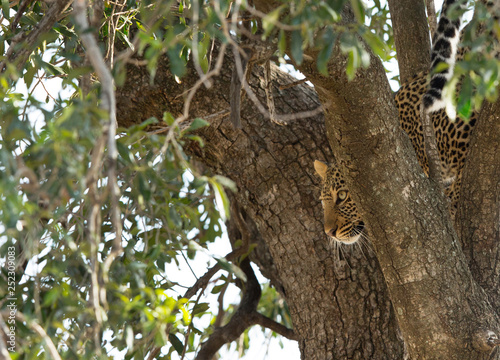 A leopard on tree at Masai Mara, Kenya