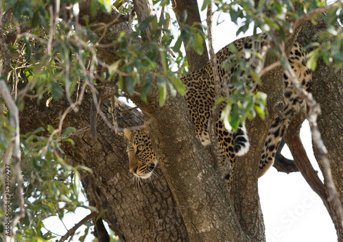 A leopard on tree at Masai Mara  Kenya