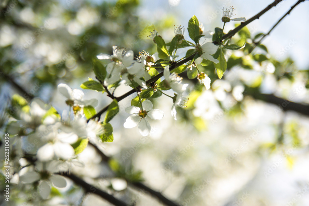 spring flowering garden spring flowering garden