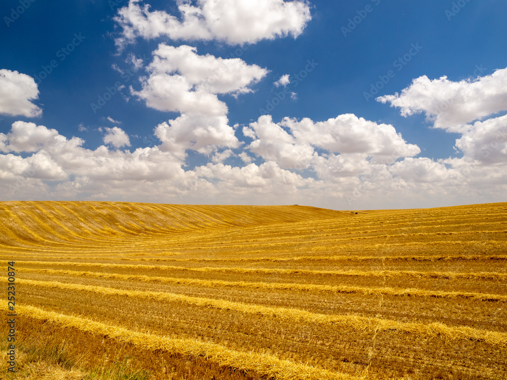 Fototapeta premium Wheat field after harvest in Cobos de Cerrato in Castilla y León