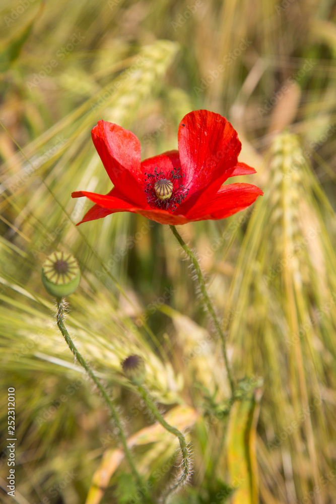 Obraz premium Roter Klatschmohn im Weizenfeld