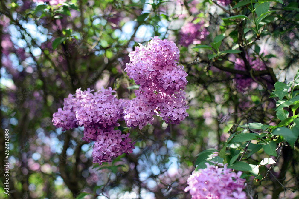 Florescence of Syringa vulgaris (common lilac) springtime. lilac blooming, Spring. Florescence of Syringa vulgaris (common lilac) springtime. lilac blooming, Spring.