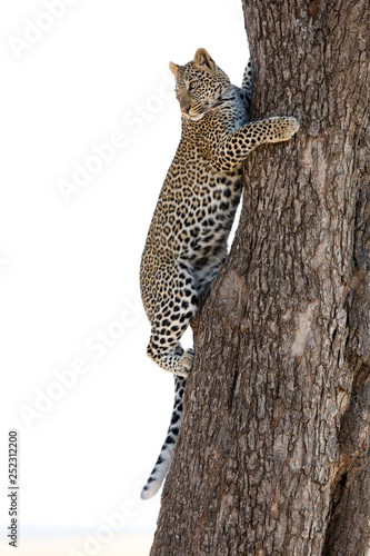 A juvenile leopard trying to climb down the tree  Masai Mara  Kenya