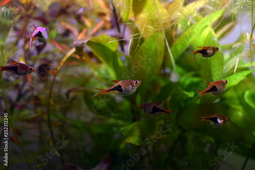 Harlequin rasbora (Trigonostigma heteromorpha), small aquarium fish.